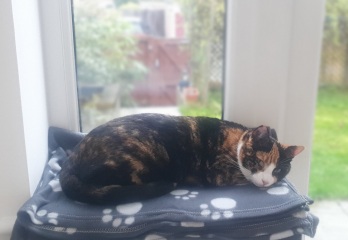 Bit of reassurance for my new rescue cat