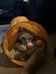 What perfectly ordinary places have you found your cat?