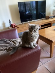 Tinsel, Glitter and Baubles - the Excellent Cats prepare to knock Everything off your Christmas Tree