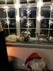 Tinsel, Glitter and Baubles - the Excellent Cats prepare to knock Everything off your Christmas Tree