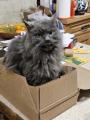 Tinsel, Glitter and Baubles - the Excellent Cats prepare to knock Everything off your Christmas Tree