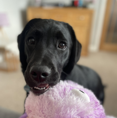 DH overwhelmed with puppy