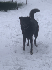 Christmas dog of the month: Share your festive dog photos & win a £100 prize bundle!