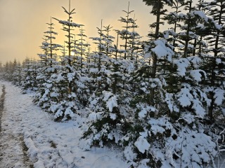 Tinsel, Glitter and Baubles - the Excellent Cats prepare to knock Everything off your Christmas Tree