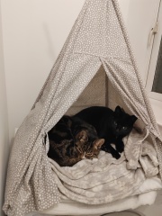 What perfectly ordinary places have you found your cat?