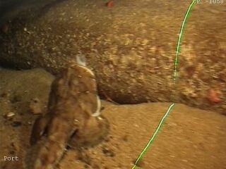 I just saw what an actual monkfish looks like…