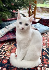 White cats yay or nay?