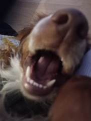 Adolescent Dog Survival Thread - Bark the Herald, furry angels sing!