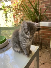 Kitten’s coat has very unusual traits