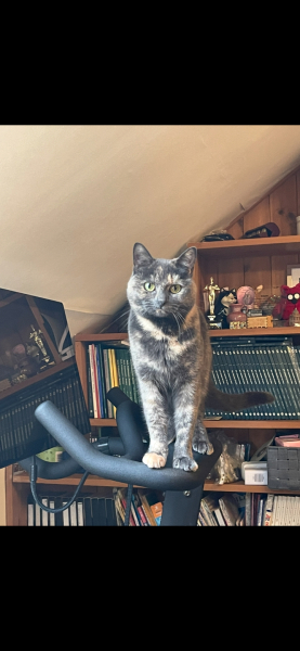 Anyone got a tortie?