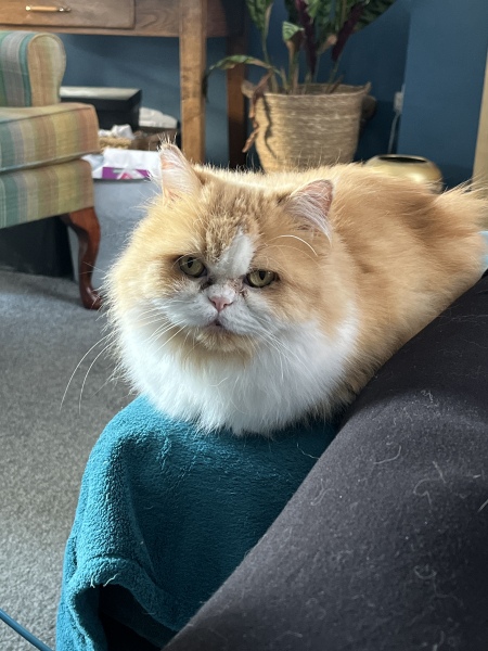 Thread 15 Starmer - Nolite te bastardes carborundorum