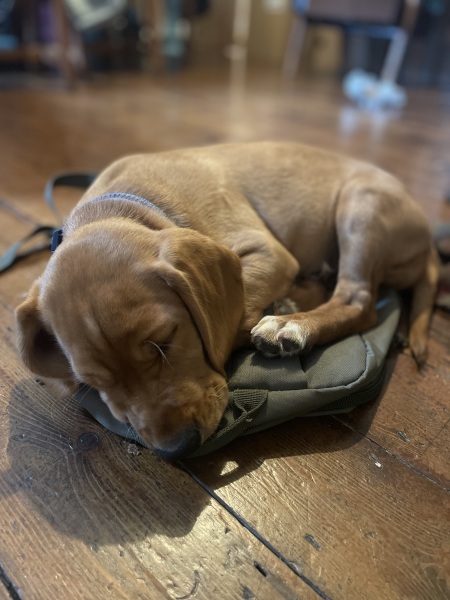 Puppy Survival Thread for New and Old Pups - here comes winter 2024