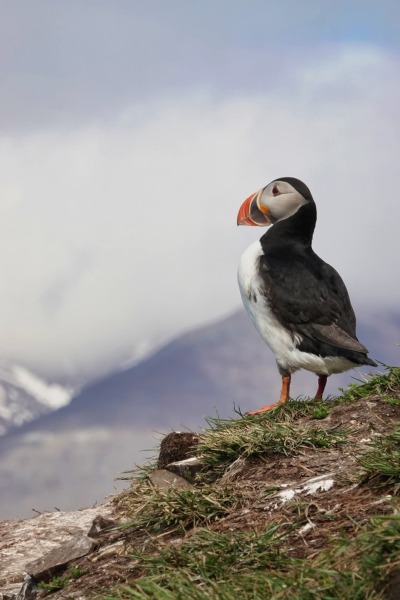 The Bluestocking: the one where AI finally learns what a blackbird is (we hope)