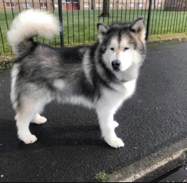 Malamute Training Tips