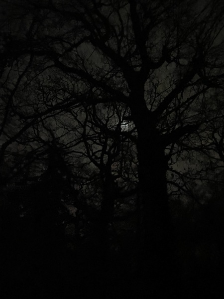 Would you walk through a foggy wood at night for 1k?