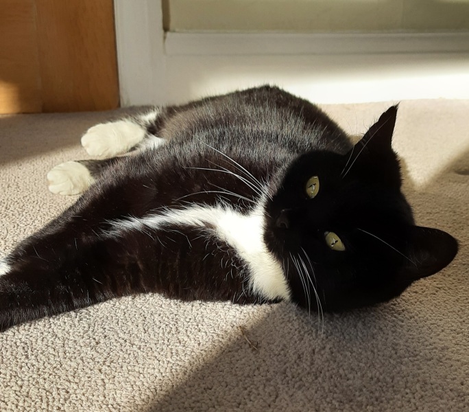 Black and white cats. (pics please!)