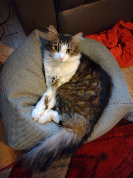 Maine coon cross cats