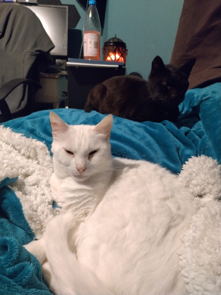 White cats yay or nay?