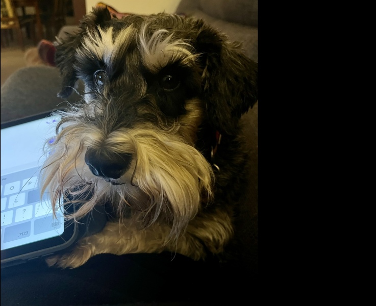 Thread 14 Starmer - The Starmeristas Strike Back