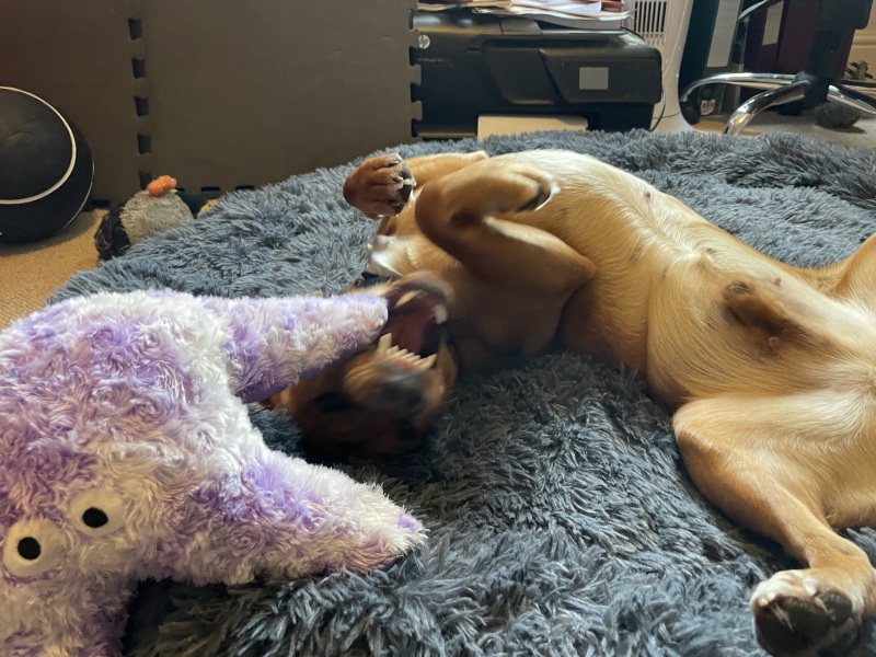 Adolescent Dog Survival Thread - Bark the Herald, furry angels sing!