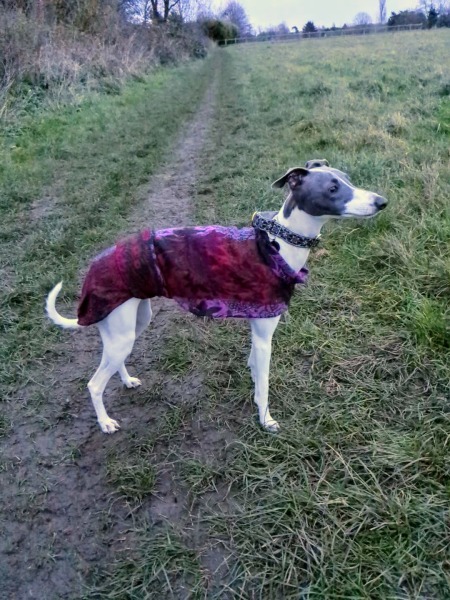 Can we talk about Italian greyhounds?
