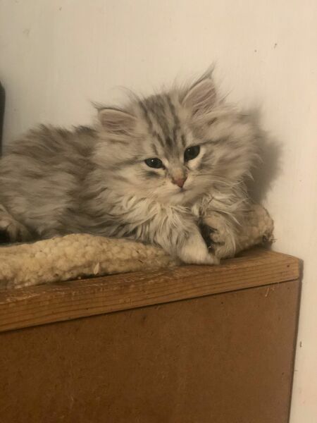 Kitten - what do I need to know?