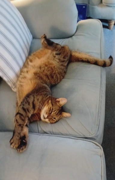 Lap dances, strippers and punch-ups - the Excellent Cats arrange a stag party