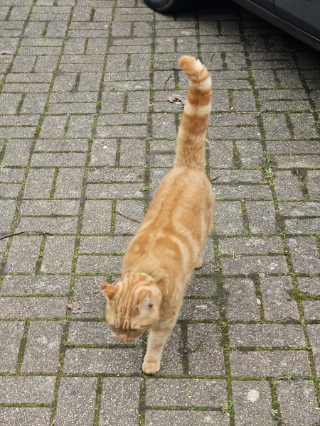 Ring Out, Wild Bells! As 2025 approaches, the Excellent Cats raise their game with a discussion on Tennyson's poetry