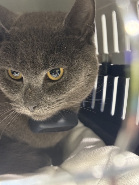 Cat not eating