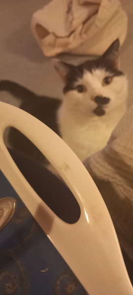 Ring Out, Wild Bells! As 2025 approaches, the Excellent Cats raise their game with a discussion on Tennyson's poetry