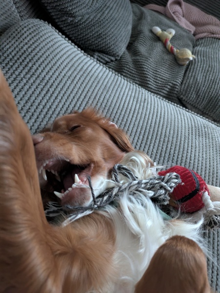 Adolescent Dog Survival Thread - Bark the Herald, furry angels sing!