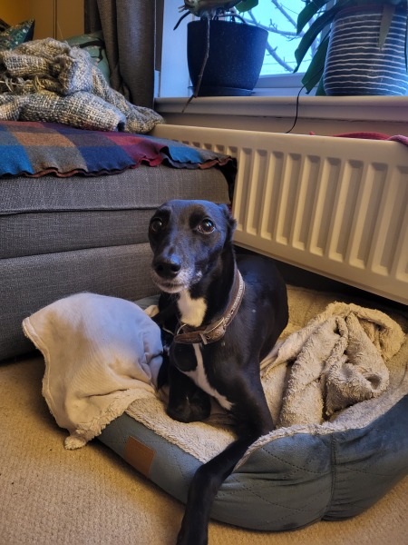 What's the most embarrassing thing your dog has done