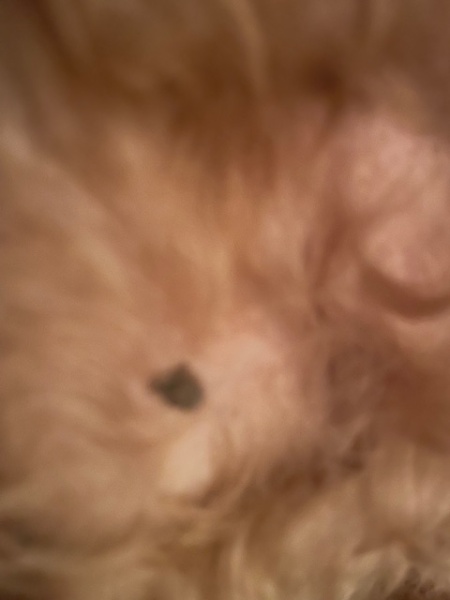 Any vets in the house? What's this on my dog?
