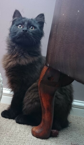 Rescue cats, show me yours!