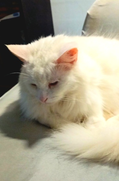 Lap dances, strippers and punch-ups - the Excellent Cats arrange a stag party