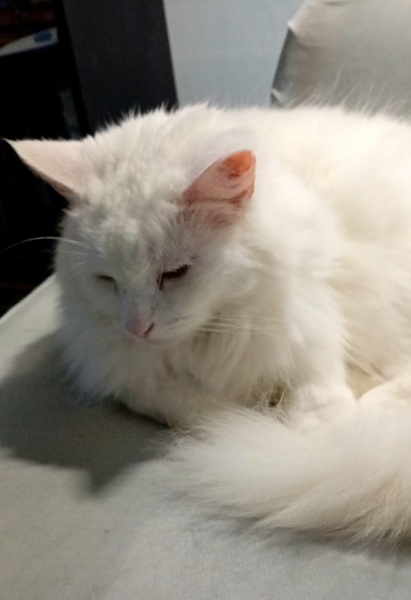 Ring Out, Wild Bells! As 2025 approaches, the Excellent Cats raise their game with a discussion on Tennyson's poetry