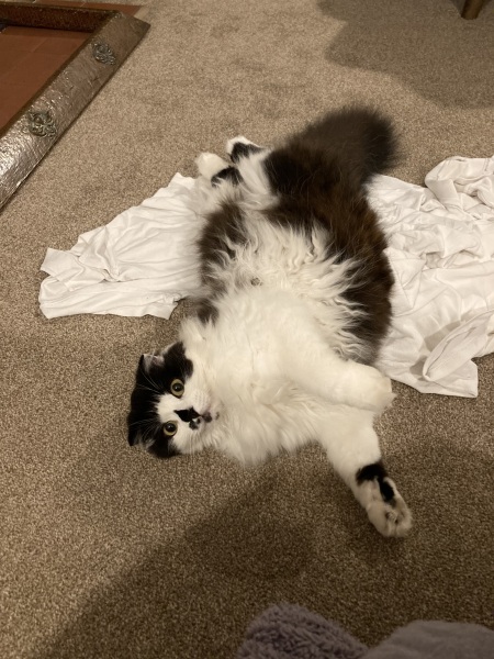 Black and white cats. (pics please!)
