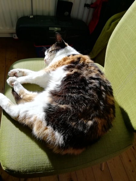 Anyone got a tortie?