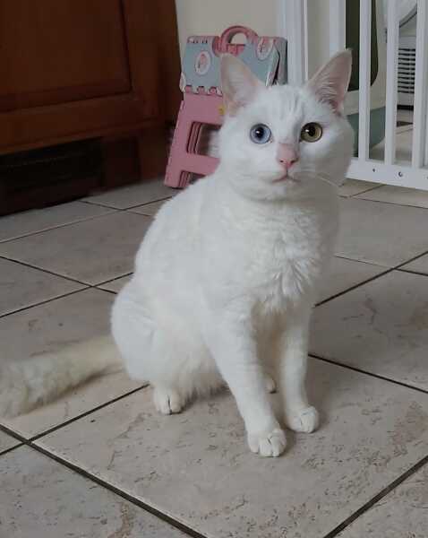 Thread 16 Starmer - Mad World