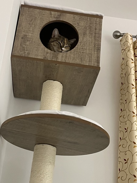 Ring Out, Wild Bells! As 2025 approaches, the Excellent Cats raise their game with a discussion on Tennyson's poetry