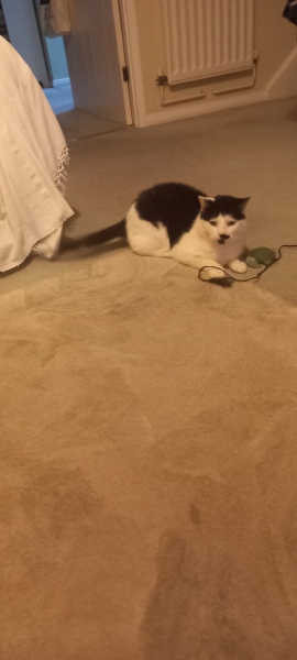 Ring Out, Wild Bells! As 2025 approaches, the Excellent Cats raise their game with a discussion on Tennyson's poetry