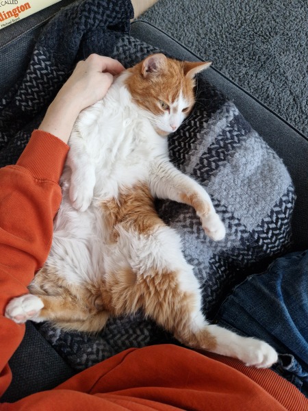 Ring Out, Wild Bells! As 2025 approaches, the Excellent Cats raise their game with a discussion on Tennyson's poetry