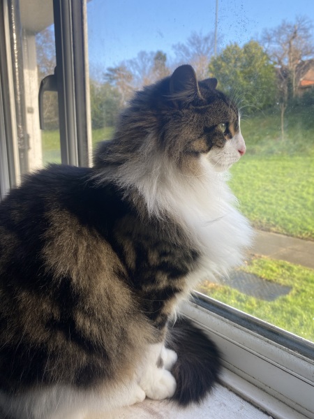 Any cat lovers know what breed of cat this might be or mix?