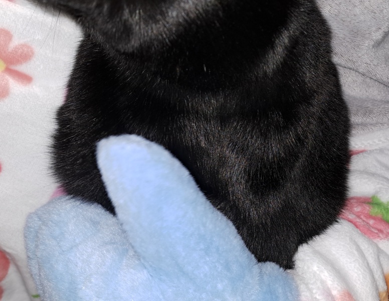 The Bluestocking: the one where AI finally learns what a blackbird is (we hope)