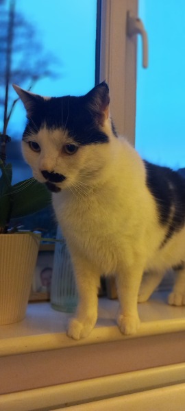 Lap dances, strippers and punch-ups - the Excellent Cats arrange a stag party