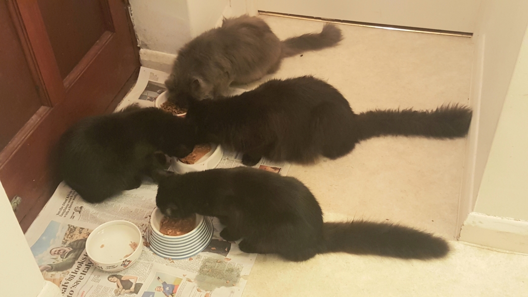Rescue cats, show me yours!