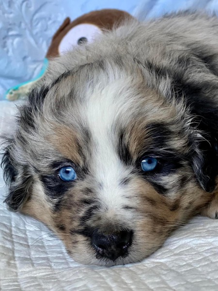 Adolescent Dog Survival Thread - Bark the Herald, furry angels sing!