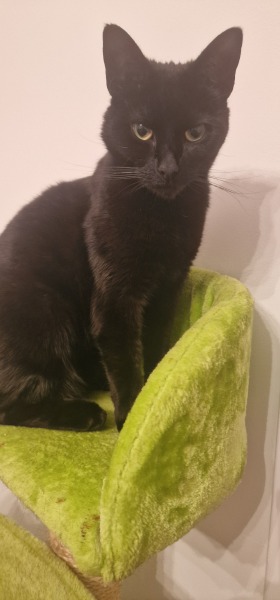 Thread 16 Starmer - Mad World