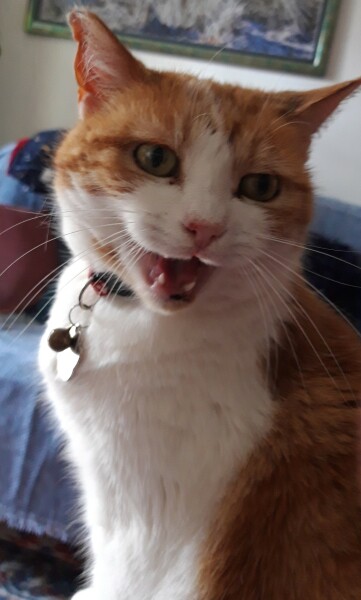 To ask me to show me your cat