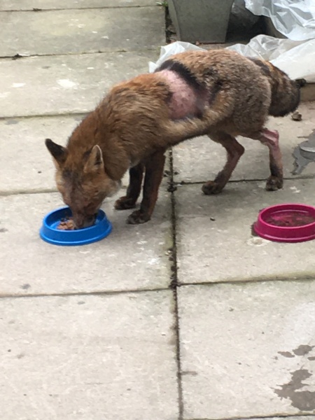 Ring Out, Wild Bells! As 2025 approaches, the Excellent Cats raise their game with a discussion on Tennyson's poetry